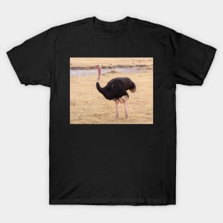 Ostrich T-Shirt